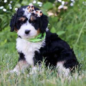 Bernedoodle Puppy Basil
