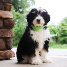 Bernedoodle Puppy Basil