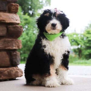 Bernedoodle Puppy Basil