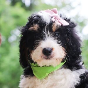 Bernedoodle Puppy Basil