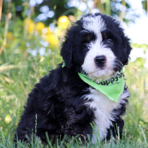 Bernedoodle Puppy Jazz