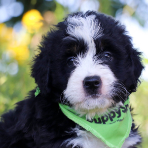 Bernedoodle Puppy Jazz