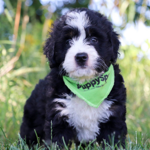 Bernedoodle Puppy Jazz