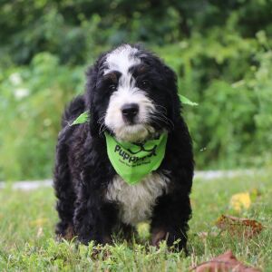 Bernedoodle Puppy Jazz