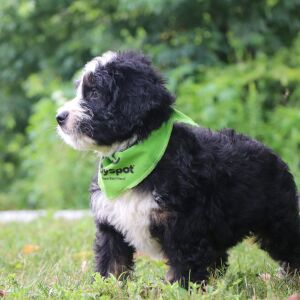 Bernedoodle Puppy Jazz