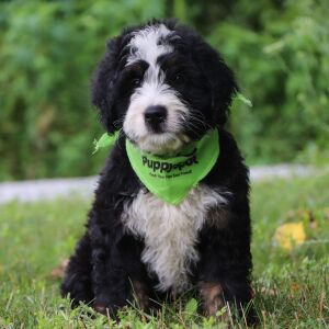 Bernedoodle Puppy Jazz