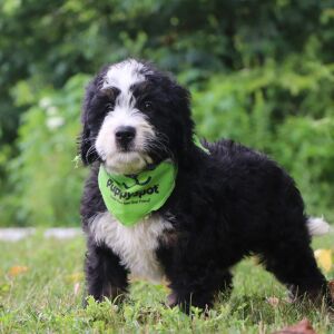 Bernedoodle Puppy Jazz