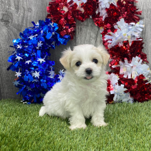 Maltipoo Puppy Fynlee