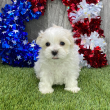 Maltipoo Puppy Noah