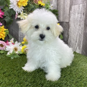Maltipoo Puppy Noah