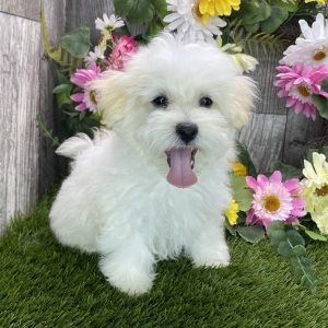 Maltipoo Puppy Noah