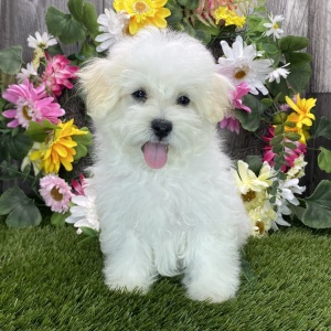 Maltipoo Puppy Noah