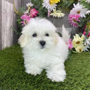 Maltipoo Puppy Noah