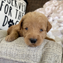 Labradoodle Puppy Edward