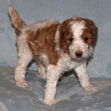 Poodle Puppy Tessi