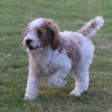Poodle Puppy Tessi