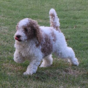 Poodle Puppy Tessi