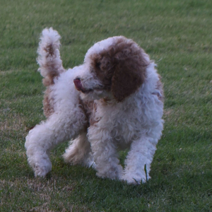 Poodle Puppy Tessi