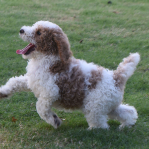 Poodle Puppy Tessi