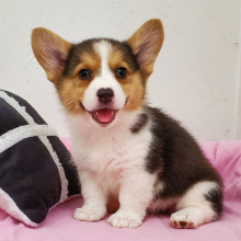 Pembroke Welsh Corgi Puppy Ellie