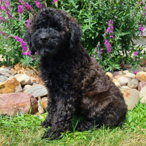 Whoodle Puppy Belle