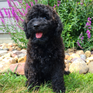 Whoodle Puppy Belle