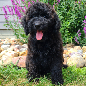 Whoodle Puppy Belle
