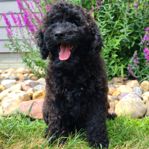 Whoodle Puppy Belle