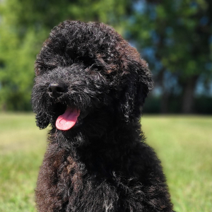 Whoodle Puppy Belle