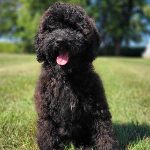 Whoodle Puppy Belle