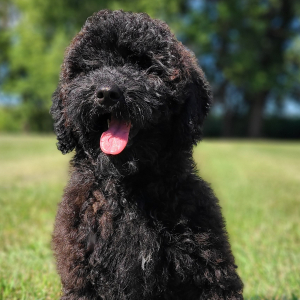 Whoodle Puppy Belle