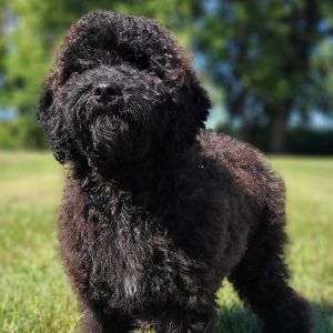 Whoodle Puppy Belle