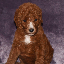 Poodle Puppy Neesa