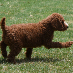 Poodle Puppy Neesa