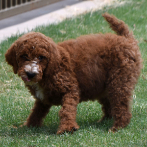 Poodle Puppy Neesa