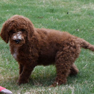 Poodle Puppy Neesa