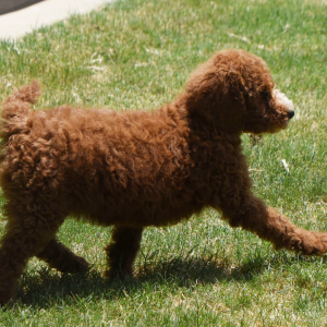 Poodle Puppy Neesa