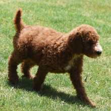Poodle Puppy Neesa