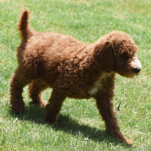 Poodle Puppy Neesa