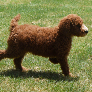 Poodle Puppy Neesa