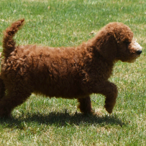 Poodle Puppy Neesa
