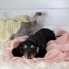 Dachshund Puppy Alma