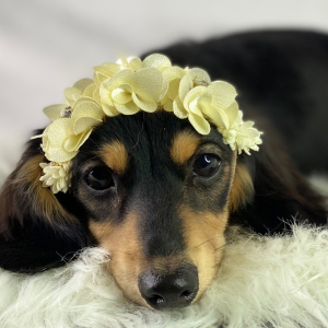 Dachshund Puppy Alma