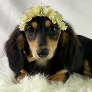 Dachshund Puppy Alma