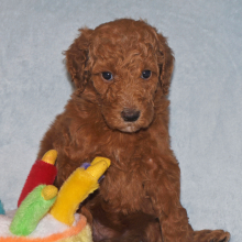 Poodle Puppy Maddie