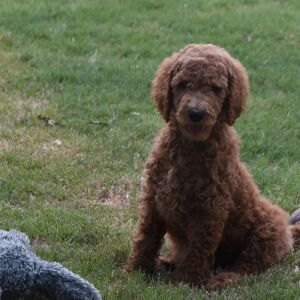 Poodle Puppy Maddie