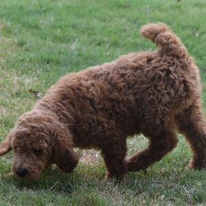 Poodle Puppy Maddie
