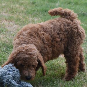 Poodle Puppy Maddie