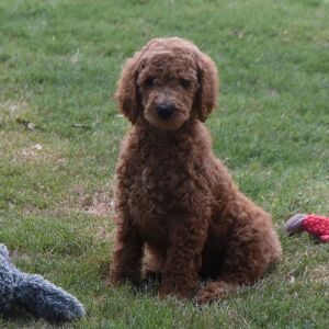 Poodle Puppy Maddie