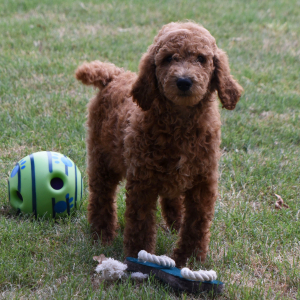 Poodle Puppy Maddie
